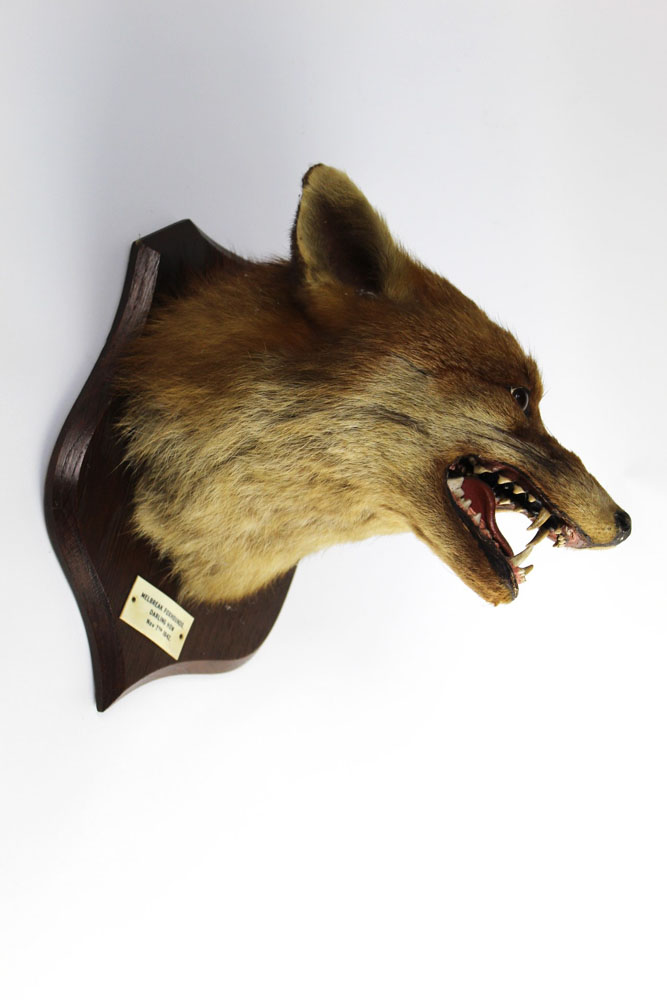 Taxidermy - Peter Spicer & Sons Leamington, - Image 2 of 2