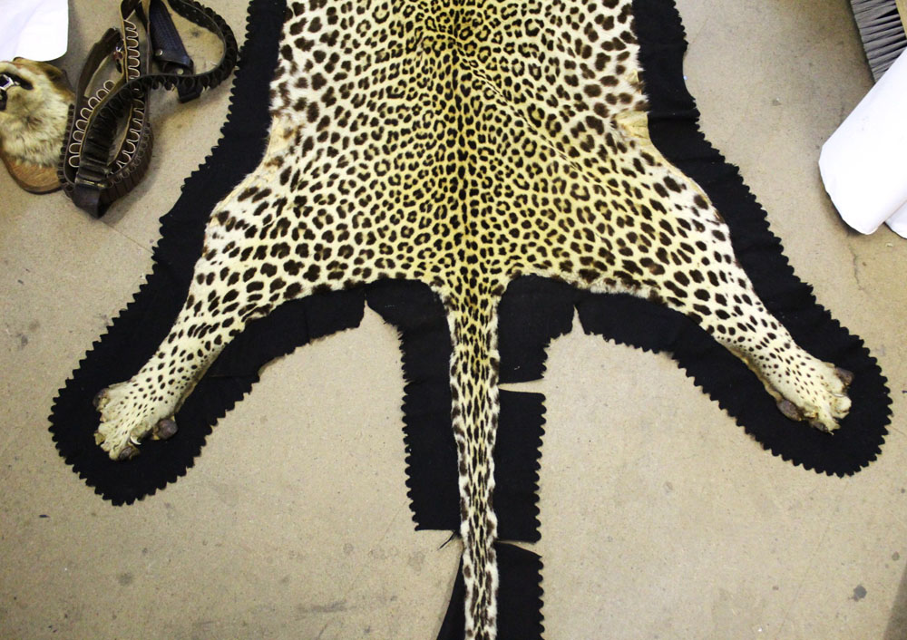 Taxidermy - A Leopard skin rug, with black felt backing. length 230 cm, width 121 cm. - Image 6 of 6