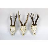 Taxidermy - Three six point roe buck heads.