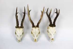 Taxidermy - Three six point roe buck heads.