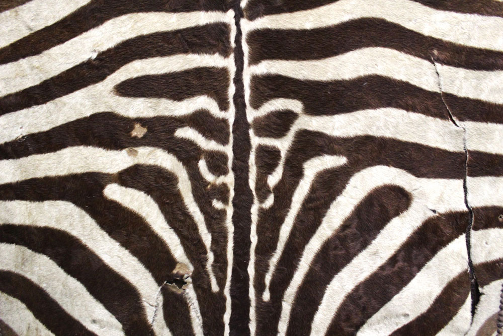 An Edwardian Zebra skin screen. Height 165 cm, each section 101 cm wide (AF). - Image 2 of 5
