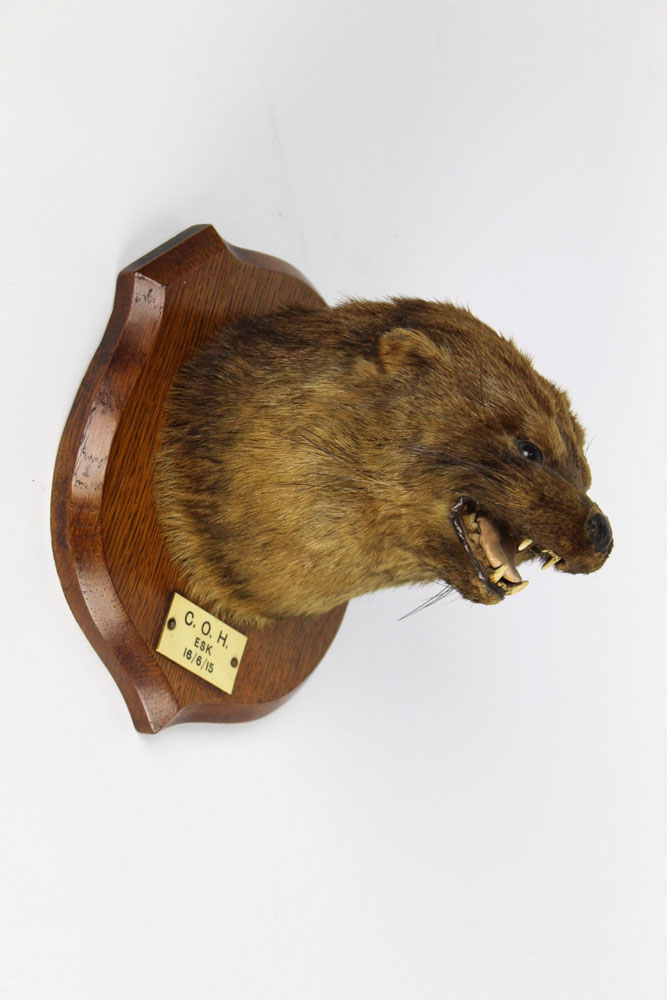 Taxidermy - Possibly Raine Brothers of Carlisle, - Image 2 of 2