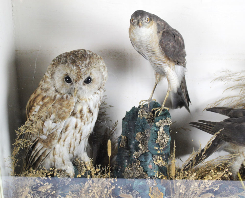 Taxidermy - A Victorian case of birds in naturalistic setting, - Image 3 of 3