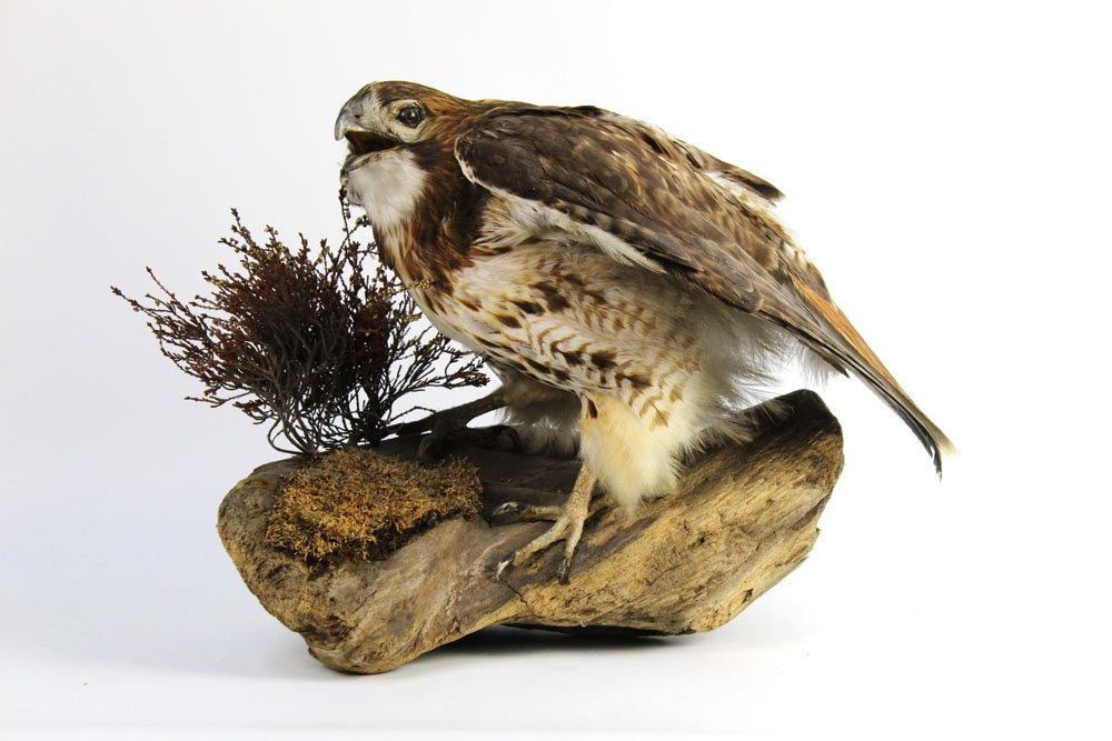 Taxidermy - A common buzzard mounted on a log, circa 1980 Department of The Environment No. 1--5.