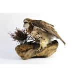 Taxidermy - A common buzzard mounted on a log, circa 1980 Department of The Environment No. 1--5.