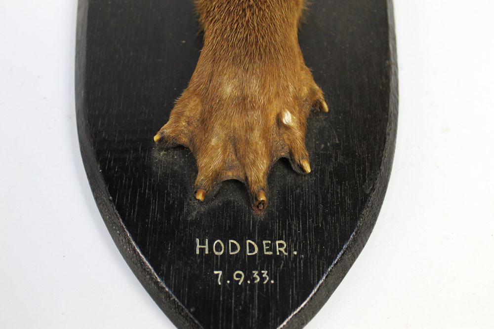 Taxidermy - An otter pad mounted on an oak shield, - Image 2 of 4