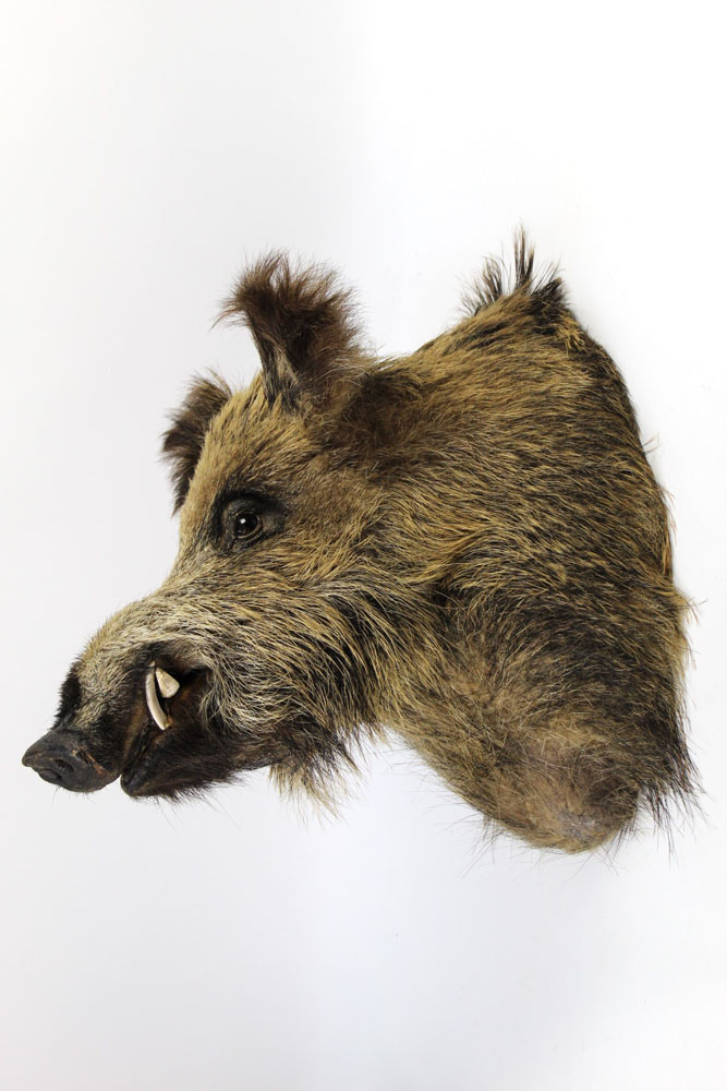 Taxidermy - A wild boar head, protruding from the wall +/- 47 cm.