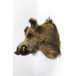 Taxidermy - A wild boar head, protruding from the wall +/- 47 cm.