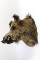 Taxidermy - A wild boar head, protruding from the wall +/- 47 cm.