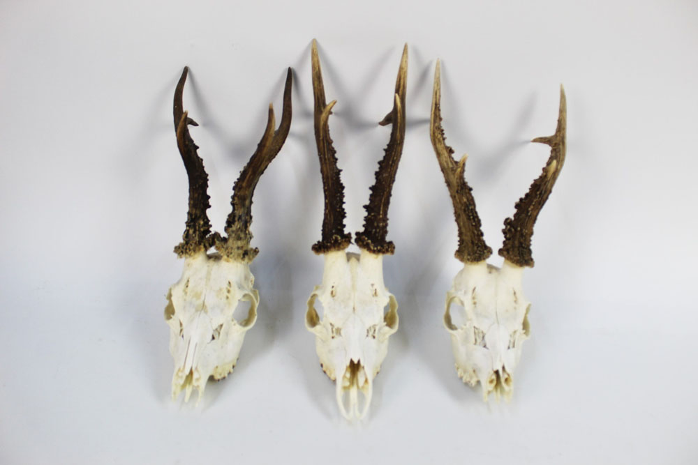 Taxidermy - Three six point roe buck heads. - Image 2 of 2