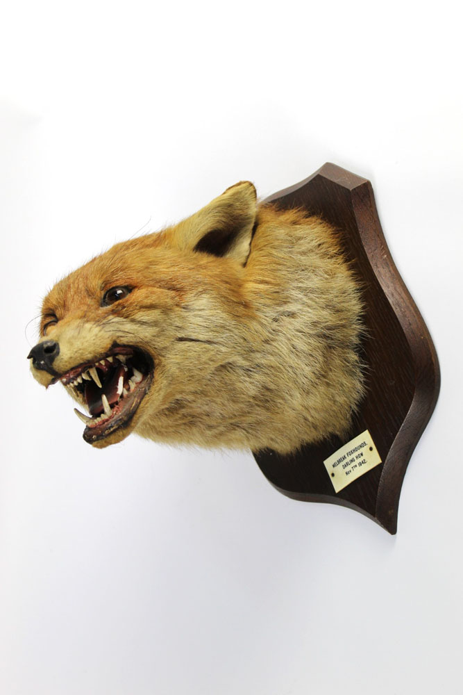 Taxidermy - Peter Spicer & Sons Leamington,