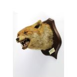 Taxidermy - Peter Spicer & Sons Leamington,