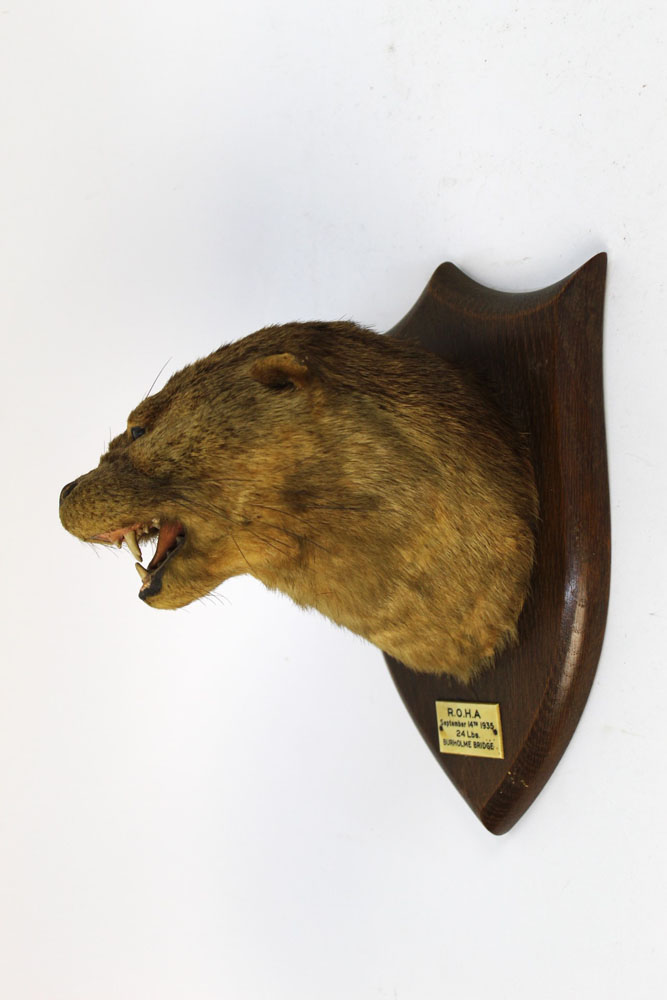 Taxidermy - Peter Spicer & Sons Taxidermists Leamington, - Image 2 of 7