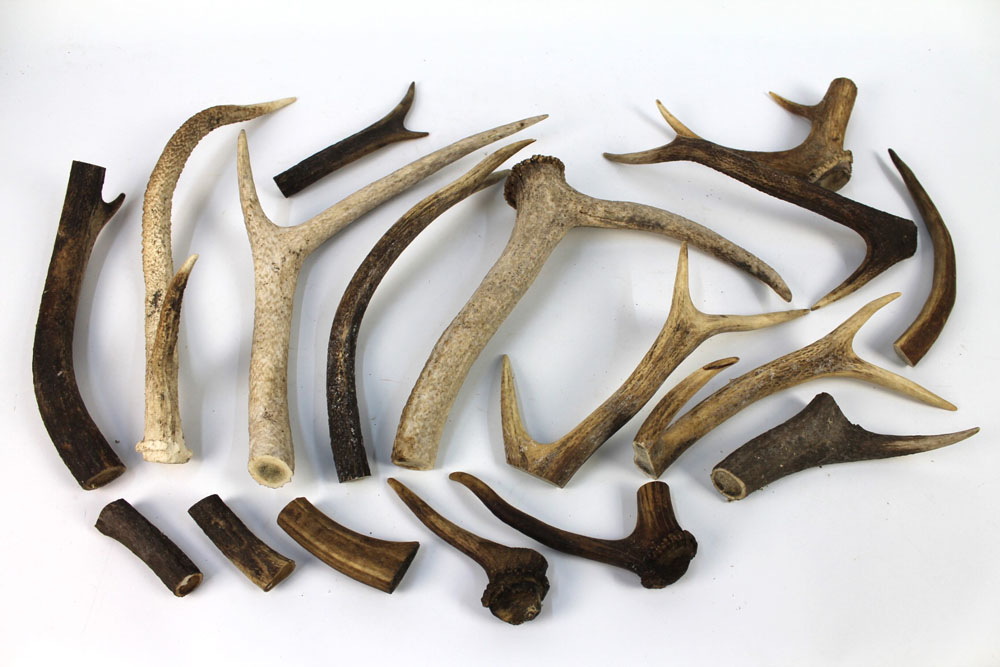 A box containing red stag antlers, for stick making or dog chews.