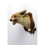 Taxidermy - Peter Spicer & Sons Leamington,