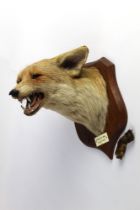 Taxidermy - Peter Spicer & Sons Leamington,