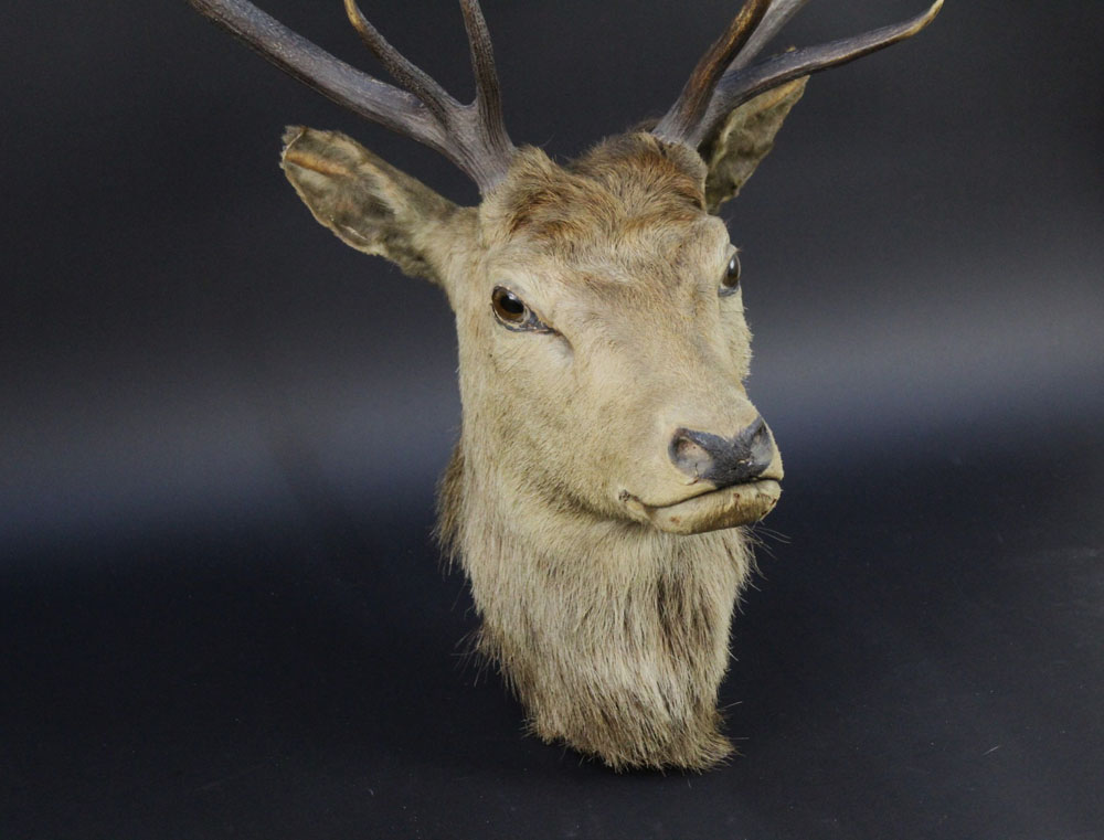 Taxidermy - A twelve point Edwardian Red Stag mount, with glass eyes. - Image 2 of 2