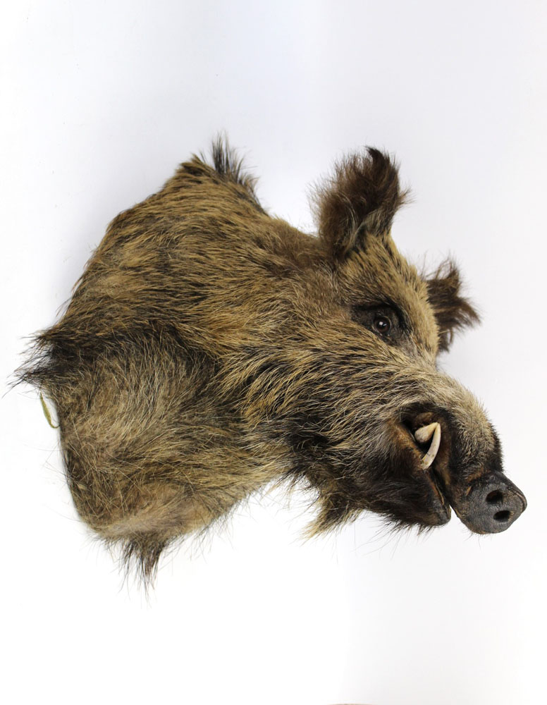 Taxidermy - A wild boar head, protruding from the wall +/- 47 cm. - Image 2 of 2