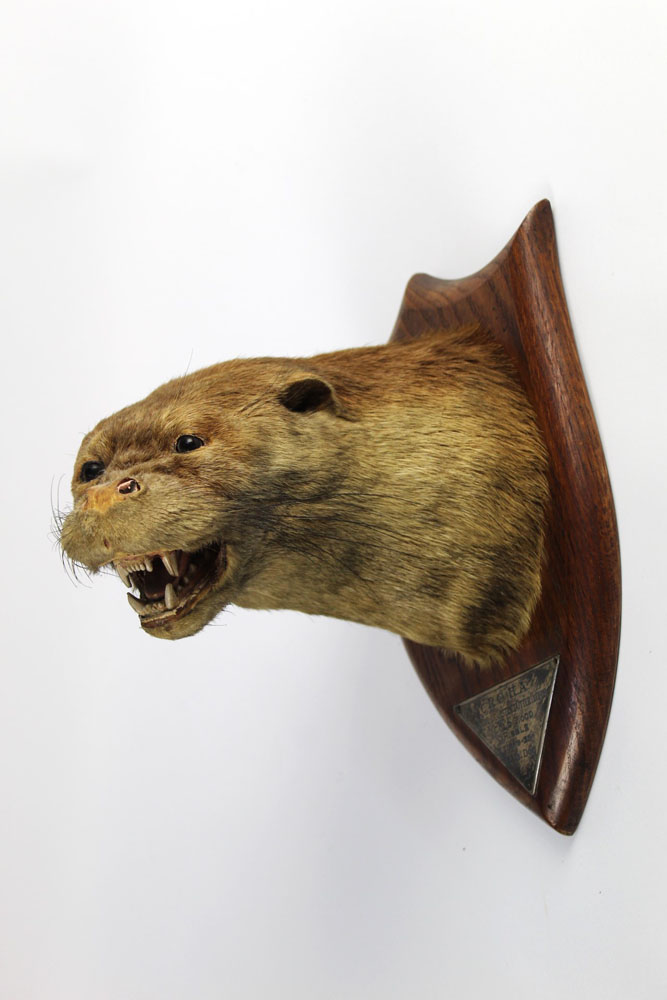 Taxidermy - Peter Spicer & Sons Leamington, an otter mask, - Image 2 of 2