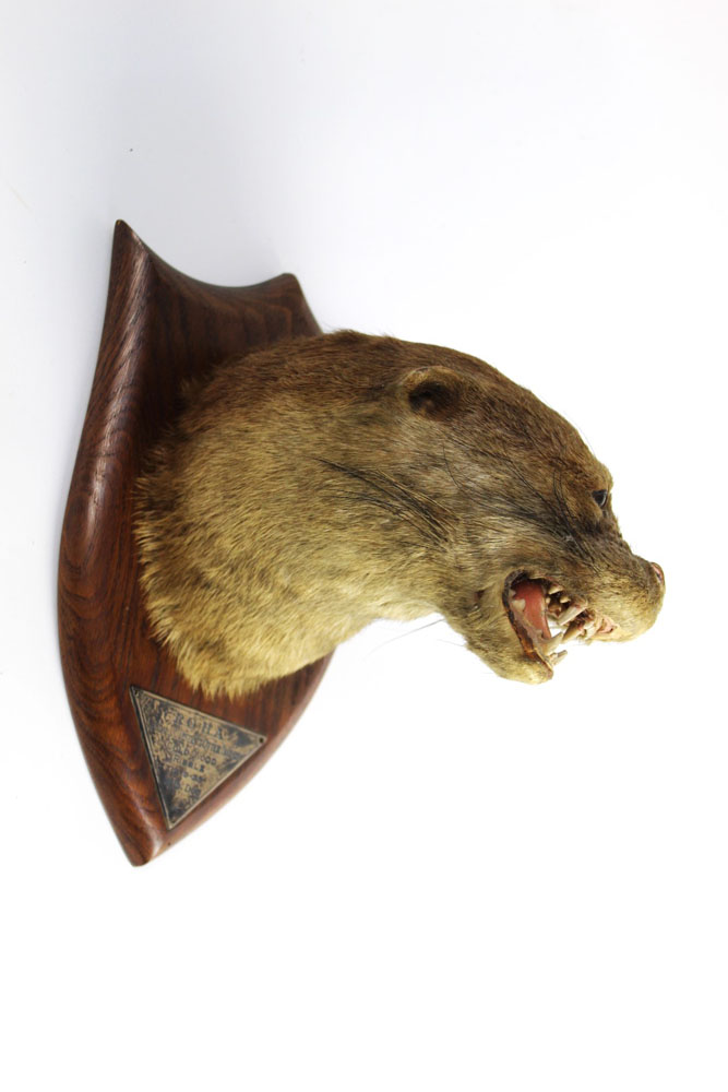 Taxidermy - Peter Spicer & Sons Leamington, an otter mask,
