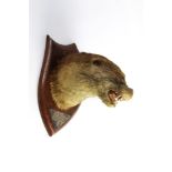 Taxidermy - Peter Spicer & Sons Leamington, an otter mask,