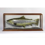 Taxidermy - Peter Scott Taxidermist Barepot Workington, a brown trout with naturalistic gravel base,