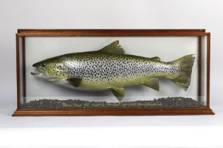 Taxidermy - Peter Scott Taxidermist Barepot Workington, a brown trout with naturalistic gravel base,