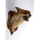 Taxidermy - Peter Spicer & Sons Leamington, a fox mask on an oak shield with ivorine plaque,