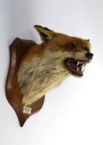 Taxidermy - Peter Spicer & Sons Leamington, a fox mask on an oak shield with ivorine plaque,