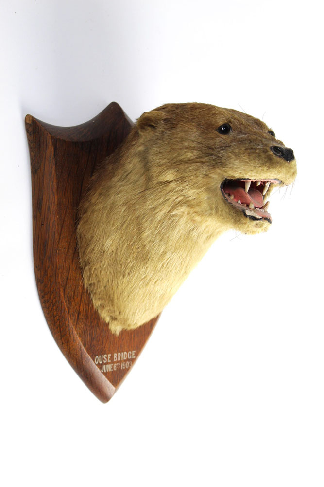 Taxidermy - Attributed to Peter Spicer & Sons Leamington,