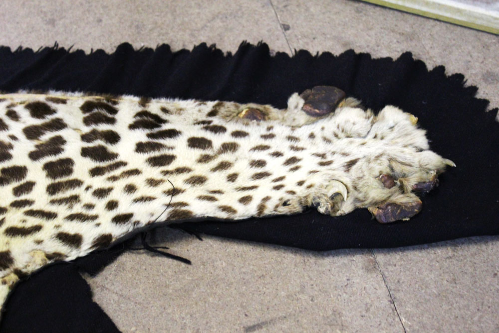 Taxidermy - A Leopard skin rug, with black felt backing. length 230 cm, width 121 cm. - Image 4 of 6