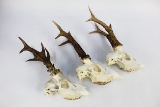 Taxidermy - Three six point roe buck heads.