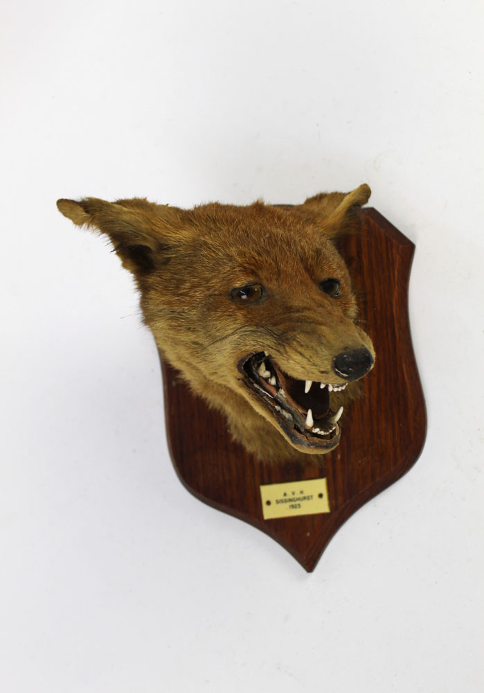 Taxidermy - Peter Spicer & Sons Leamington a fox mask mounted on an oak shield with plaque AVH - Image 2 of 3