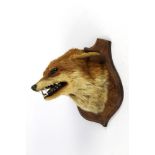 Taxidermy - Fox mask mounted on an oak shield.