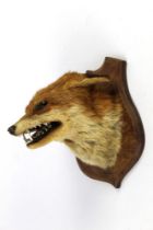 Taxidermy - Fox mask mounted on an oak shield.