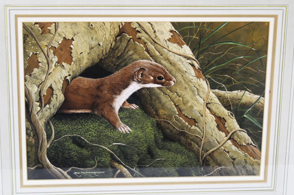 Ralph Waterhouse (born 1943), a watercolour gouache of a stoat or weasel beneath a tree,