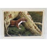 Ralph Waterhouse (born 1943), a watercolour gouache of a stoat or weasel beneath a tree,