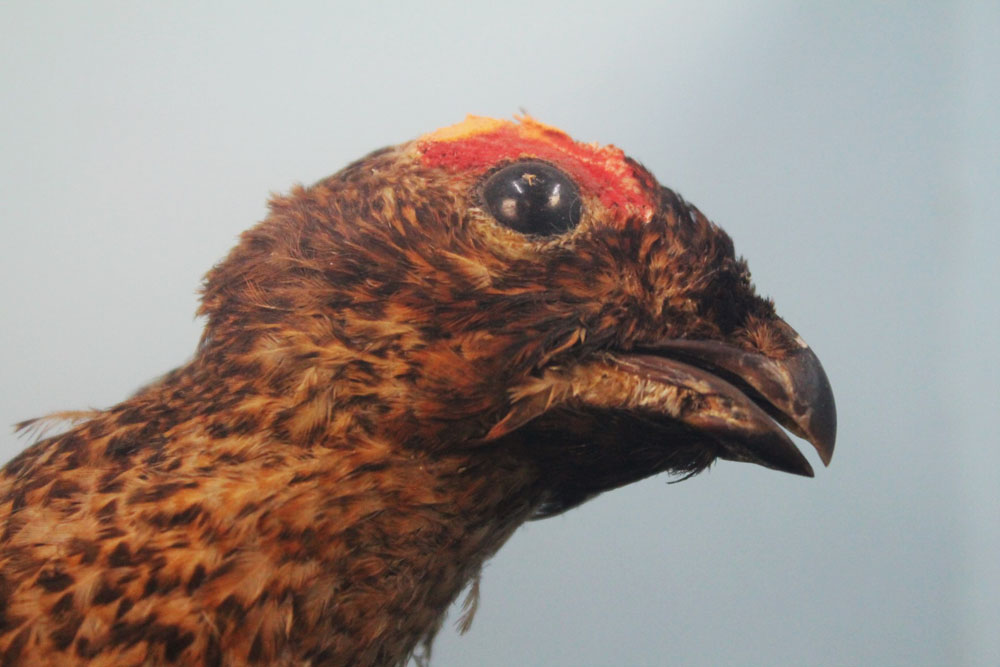 Taxidermy - A mounted red grouse in a case with glass front and top. - Image 2 of 3