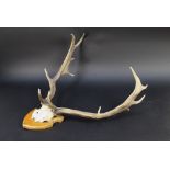 A pair of Fallow deer (buck) antlers, on quarter skull mounted on a wooden shield.