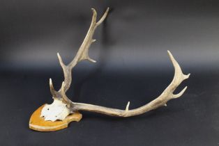 A pair of Fallow deer (buck) antlers, on quarter skull mounted on a wooden shield.