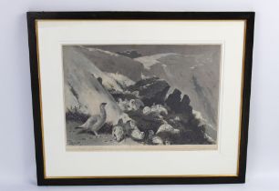 Archibald Thorburn, a signed print "Covey of Ptarmigan". 30 x 45 cm, framed and mounted.