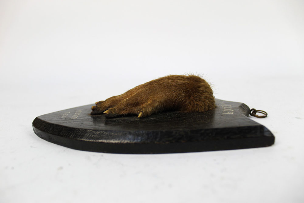 Taxidermy - An otter pad mounted on an oak shield, - Image 3 of 4