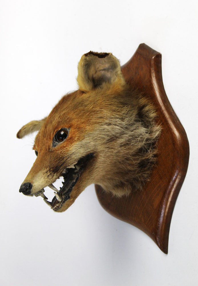 Taxidermy - A fox mask mounted on an oak shield.