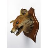 Taxidermy - A fox mask mounted on an oak shield.