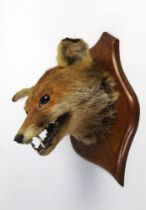 Taxidermy - A fox mask mounted on an oak shield.