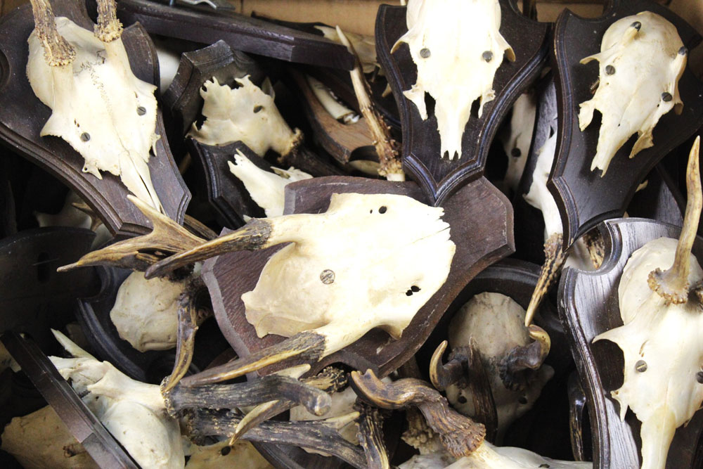 Taxidermy - 20 + sets of roe deer antlers, mostly mounted on wooden shields with hollow rears, - Image 2 of 2