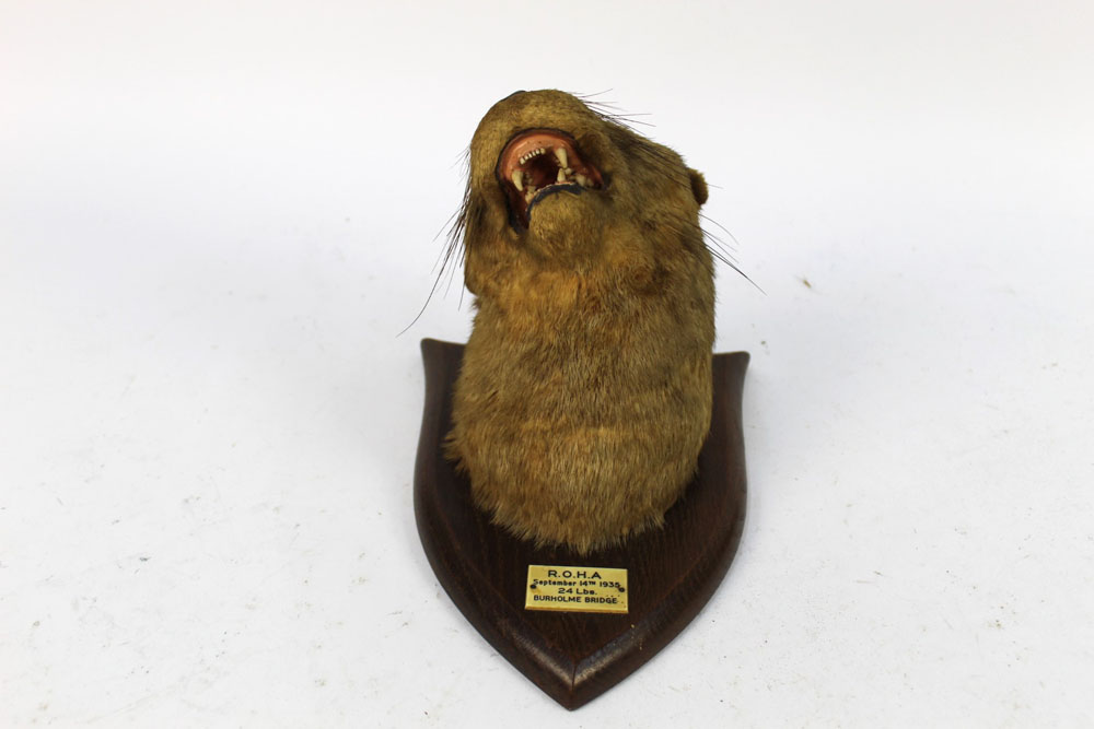 Taxidermy - Peter Spicer & Sons Taxidermists Leamington, - Image 5 of 7