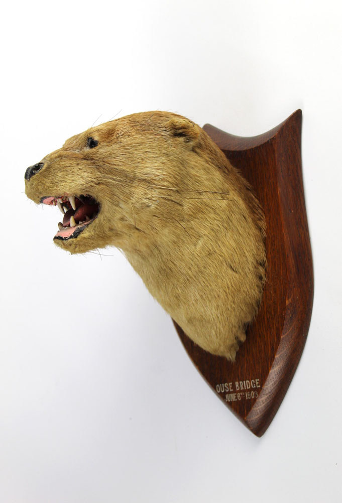 Taxidermy - Attributed to Peter Spicer & Sons Leamington, - Image 2 of 2