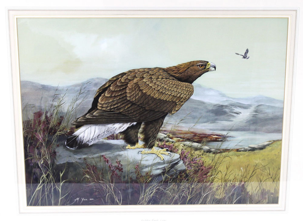 Michael James Yule, a watercolour gouache "Golden Eagle" first year dated 1971. - Image 2 of 4