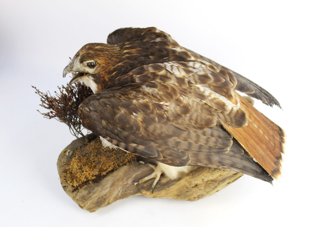 Taxidermy - A common buzzard mounted on a log, circa 1980 Department of The Environment No. 1--5. - Image 2 of 3